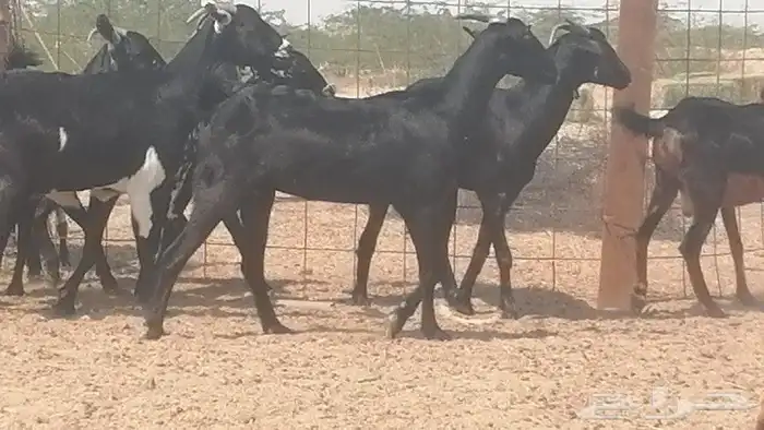 معزا جنوبية للبيع 6