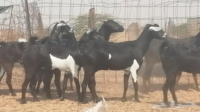 معزا جنوبية للبيع 4