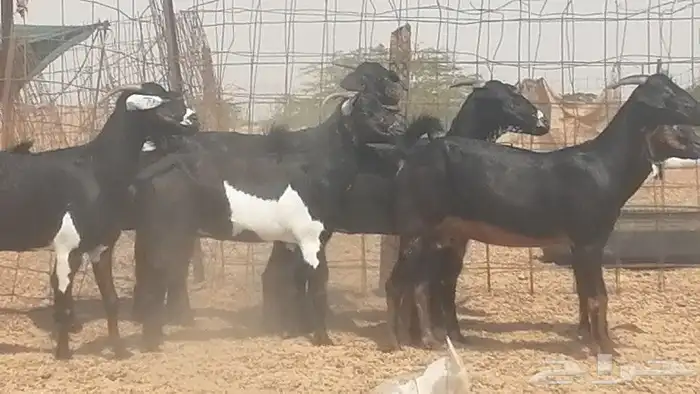 معزا جنوبية للبيع 14