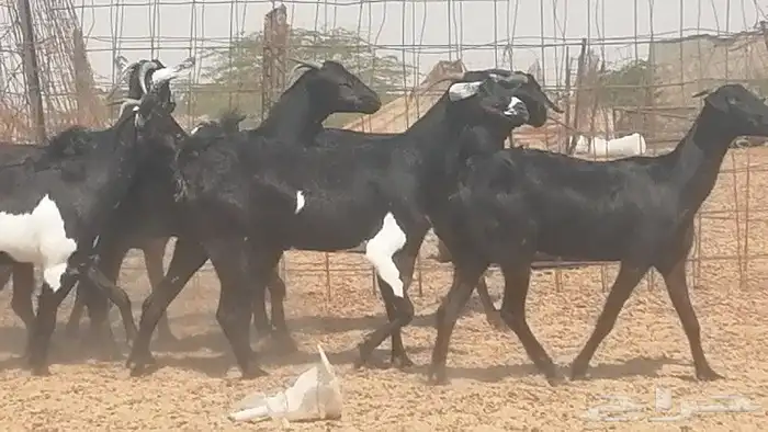 معزا جنوبية للبيع 10