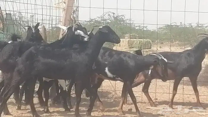 معزا جنوبية للبيع 7