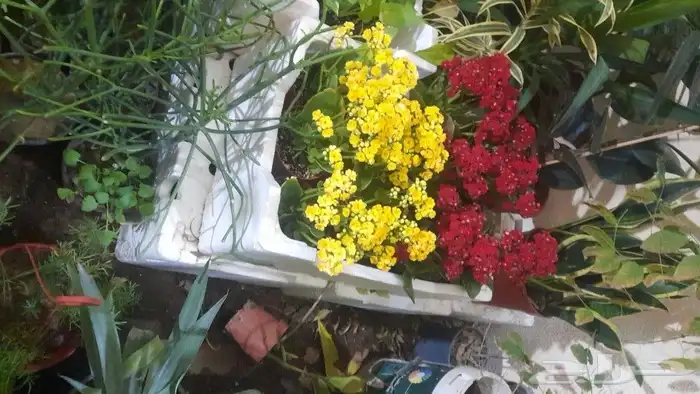 مشتل تنسيق حدائق 6