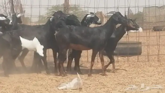 معزا جنوبية للبيع 13