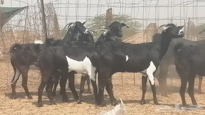 معزا جنوبية للبيع 11
