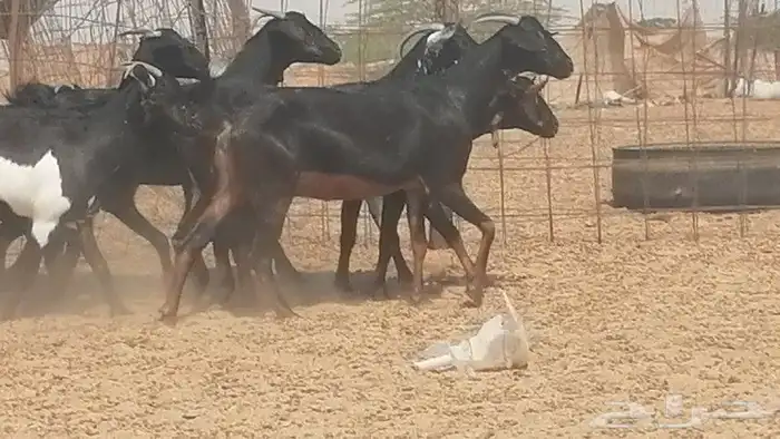 معزا جنوبية للبيع 0