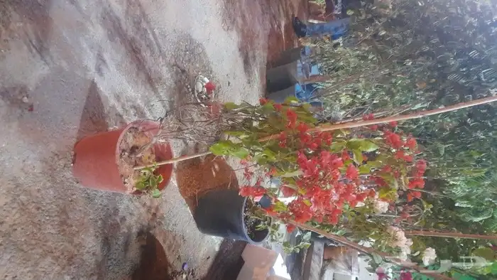 مشتل تنسيق حدائق 5