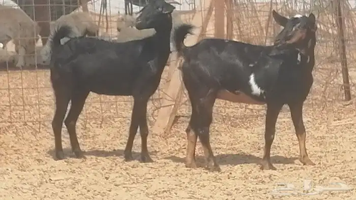 معزا جنوبية للبيع 9