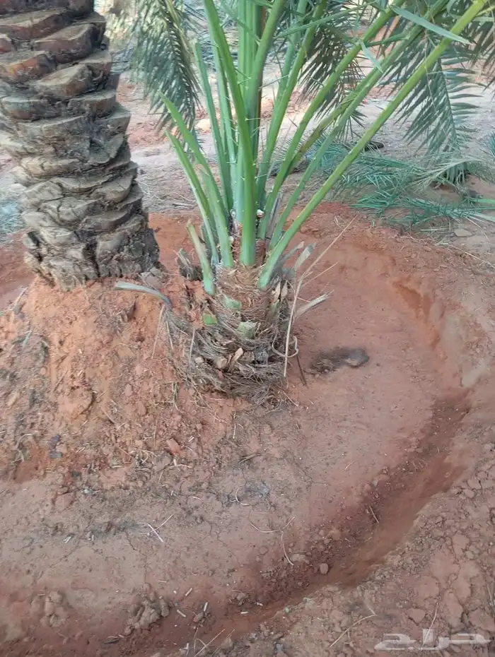 نخل مثمر نخل القصيم نخيل القصيم صقعي مجدول ونانه خضري عجوه 1