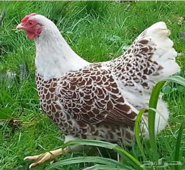 دجاج الوايندوت العملاق 7