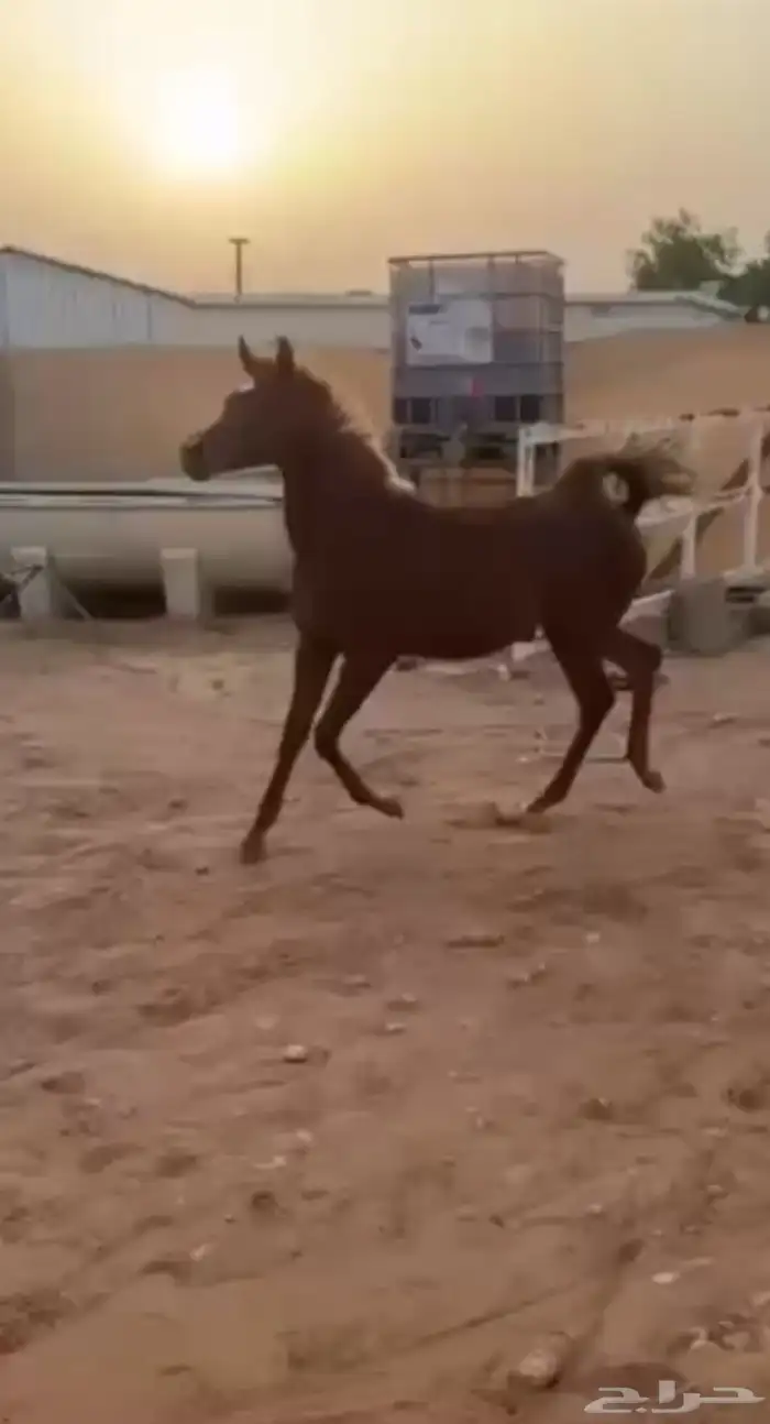 مهره شعبيه كفو 1