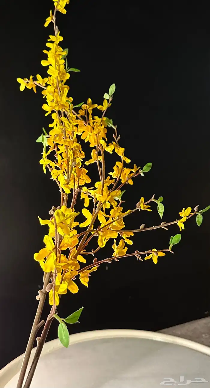 تأجير جميع مايخص الاحتفالات والمناسبات و المعارض 31