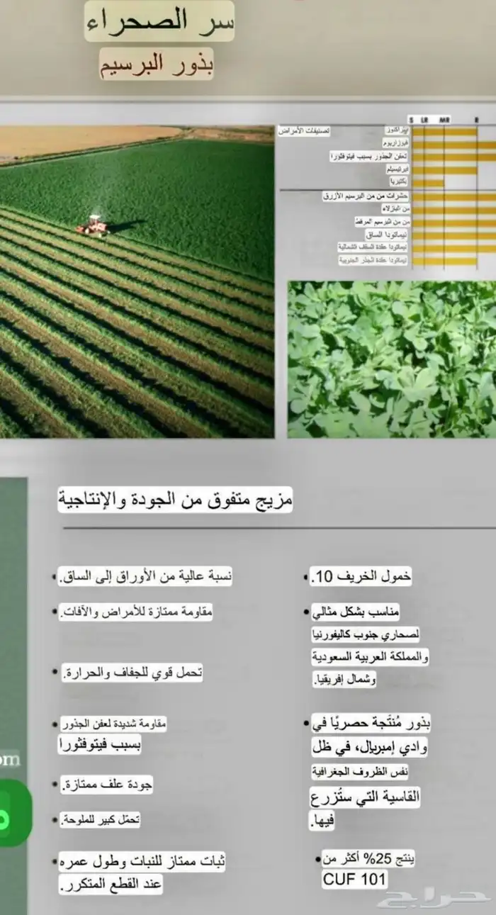 بذار برسيم سر الصحراء المعتمد 2