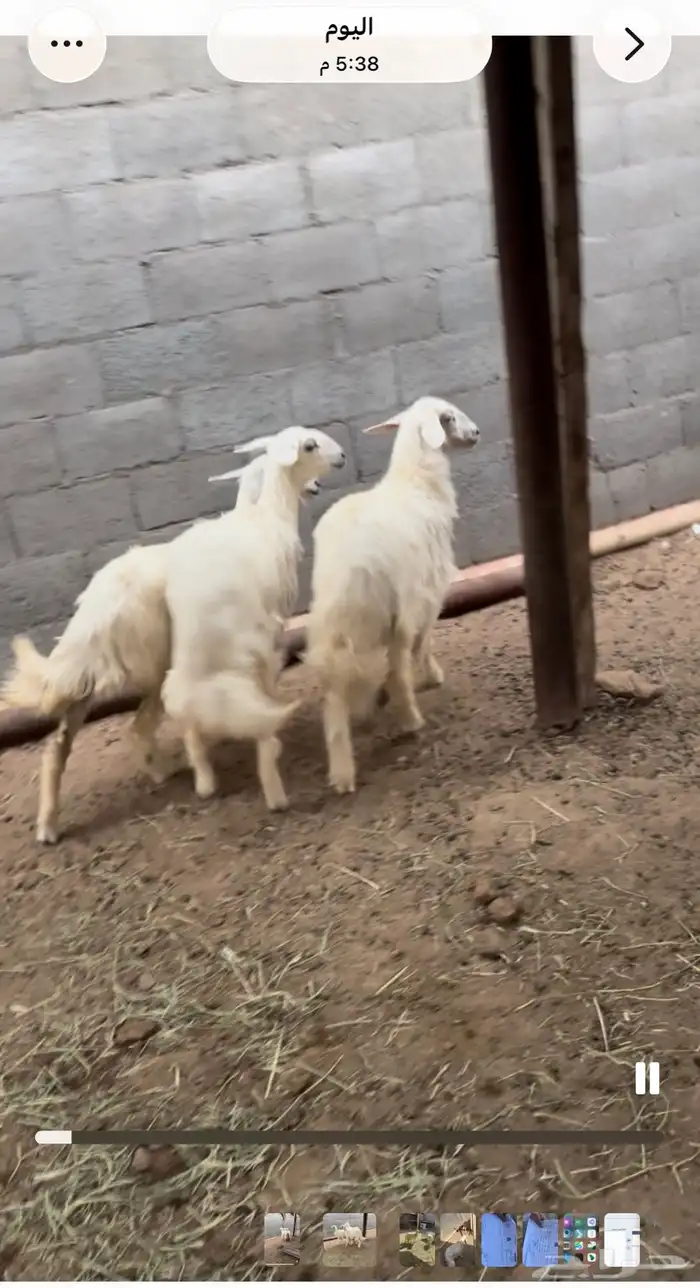 ثلاث رخال صفر كفو 1