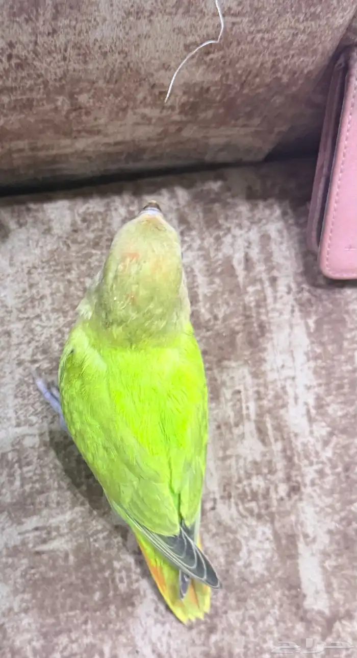 روز أليف عمره شهرين 0