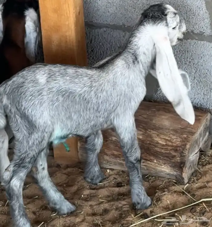 عنز حليب( وين اهل الدواغير) في الاحساء 4