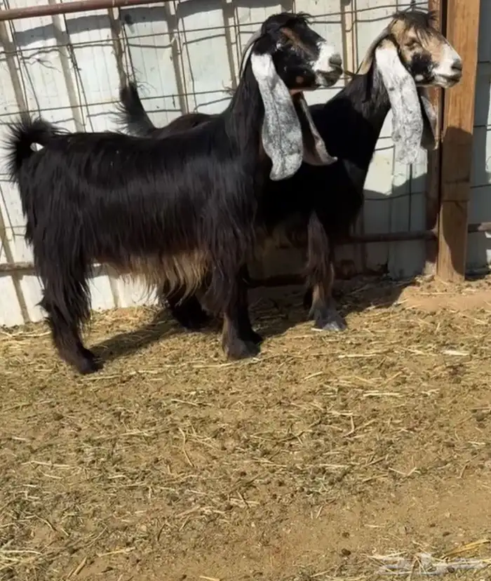 للبيع للبيع معزاء عوارض 1