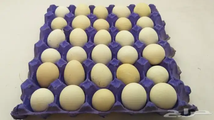 بيض دجاج مخصب 0