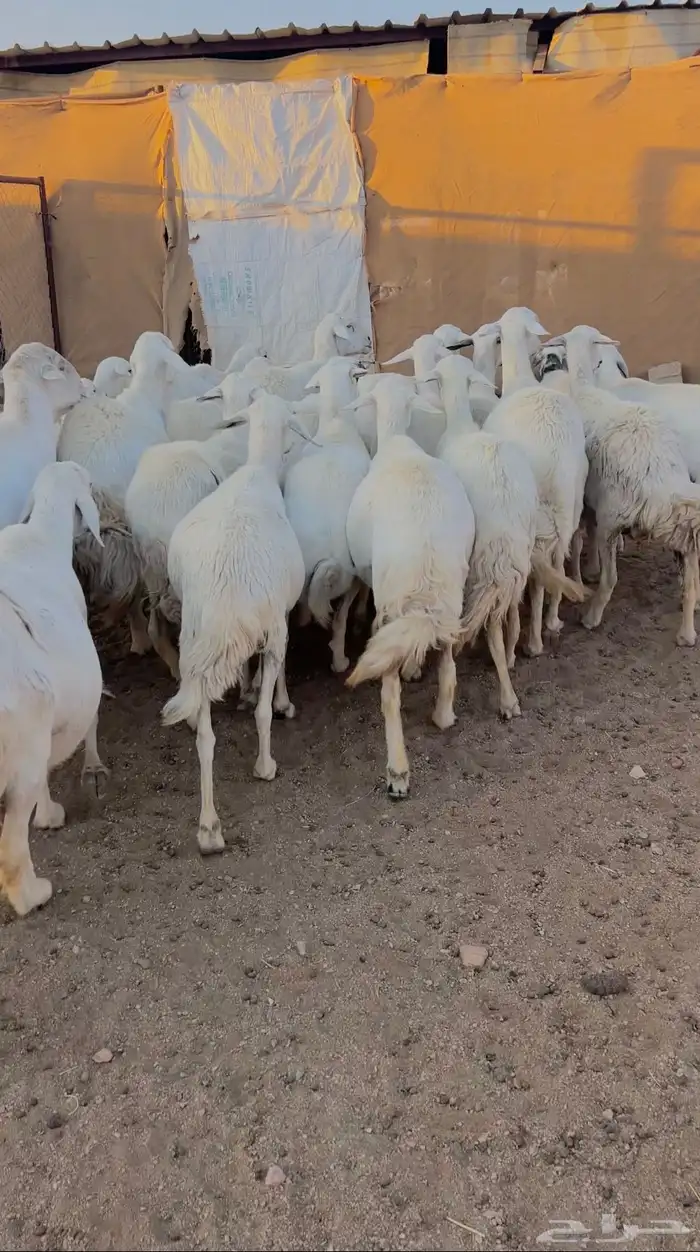 للبيع 24 راس بالفحل دفع حصيب منوة القاني صنف 1