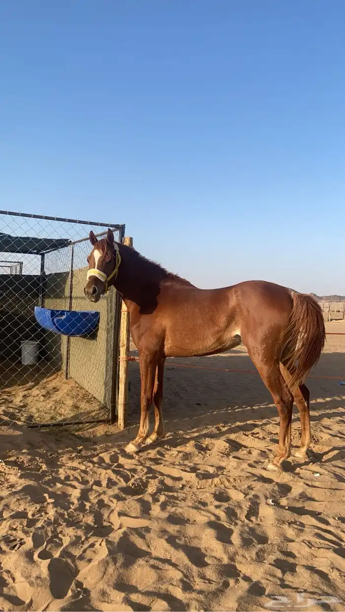 حصان كفو للبيع 0