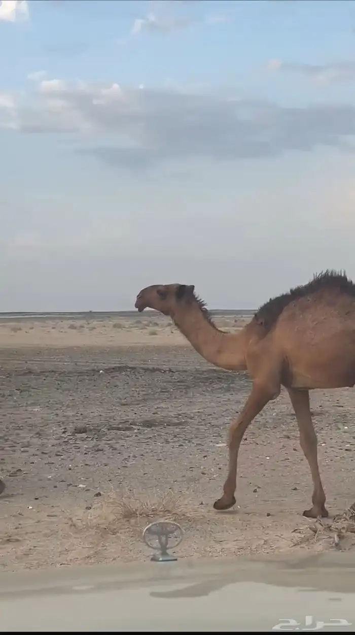 قعود كفو 0