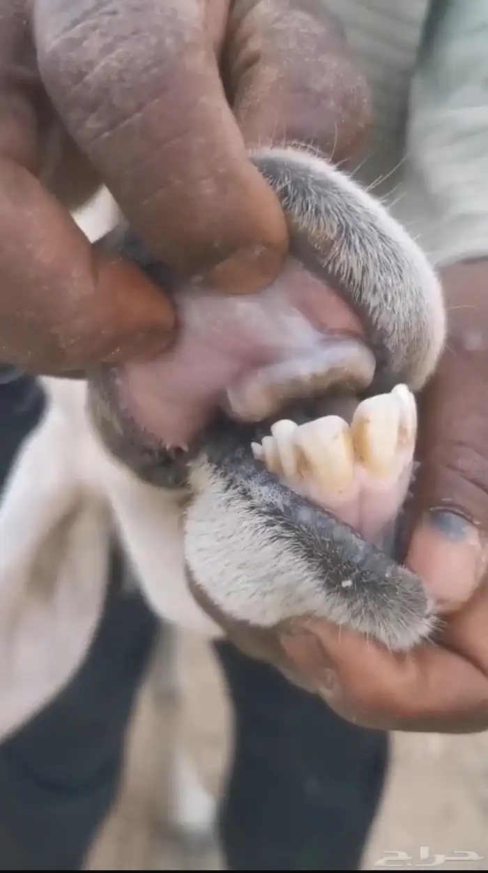 للبيع شياه متابيع كفووو ( تم البيع ) 2