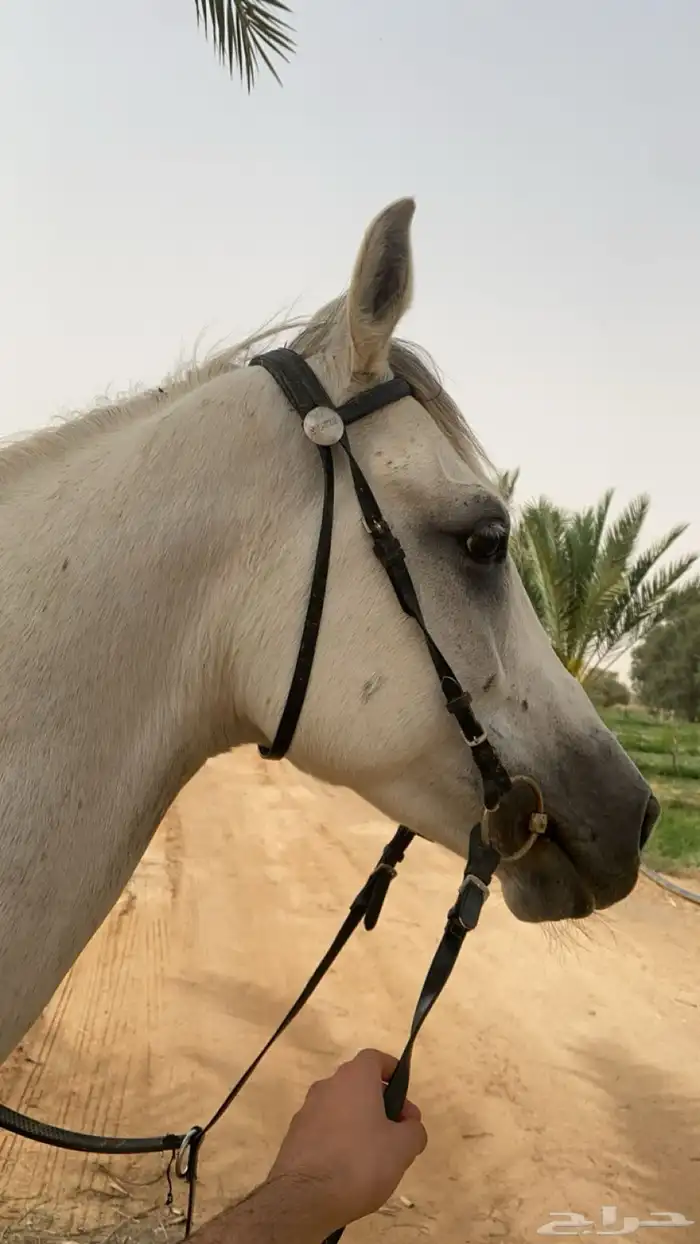 حصان ورق 0