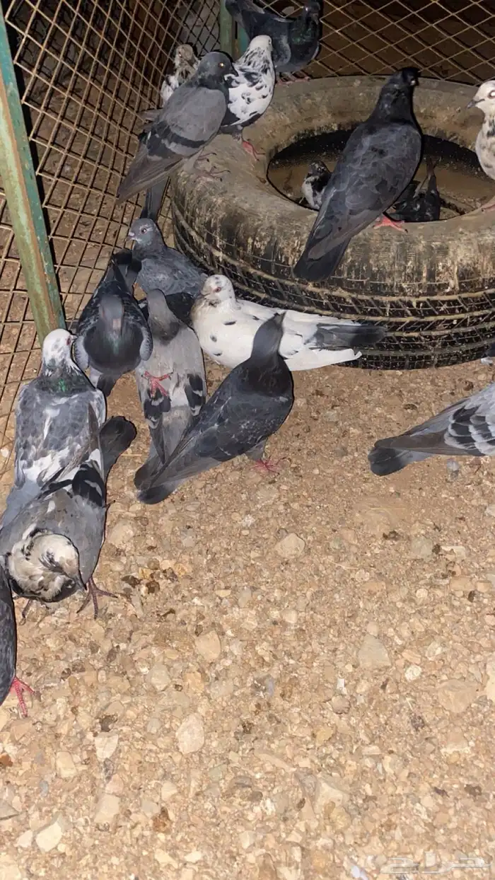 حمام بلدي الصحه شرط 1