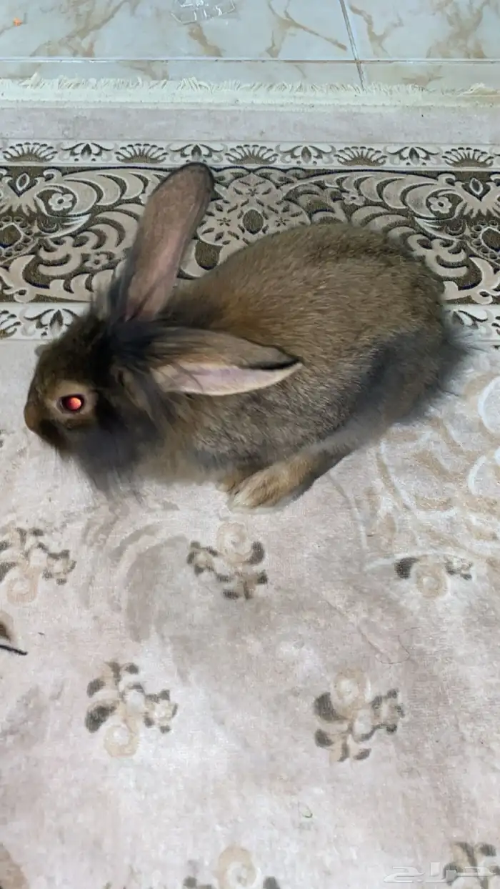 أرنب مع كيلو أكل وقفص ب40 2