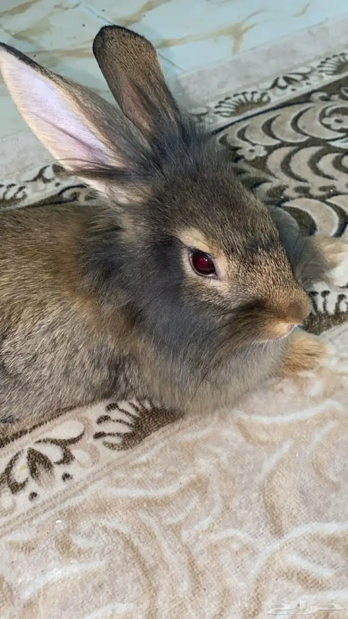 أرنب مع كيلو أكل وقفص ب40 1