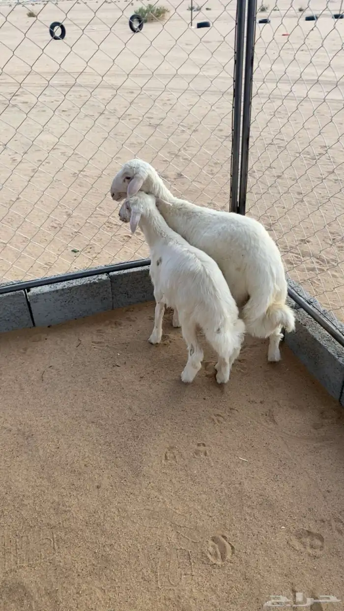 خرفان 1
