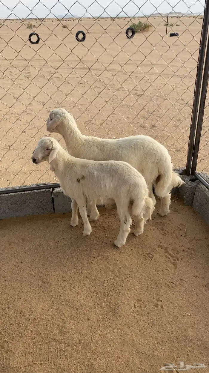 خرفان 0