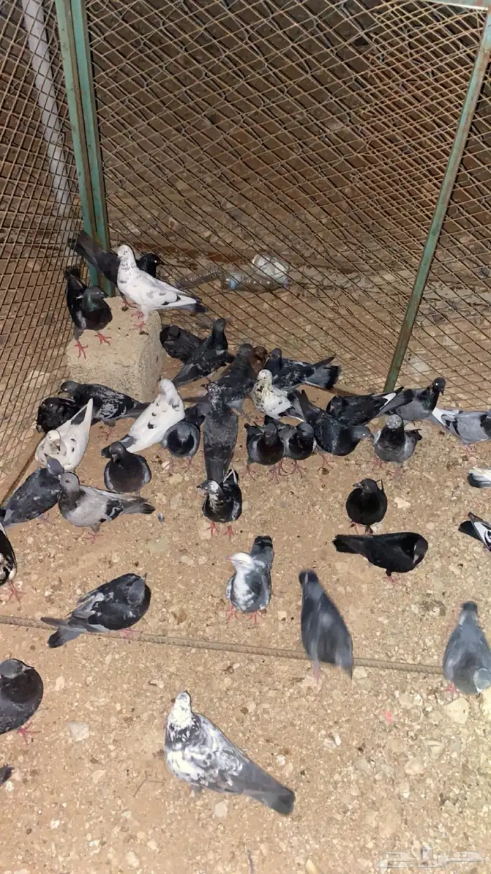 حمام بلدي الصحه شرط 0