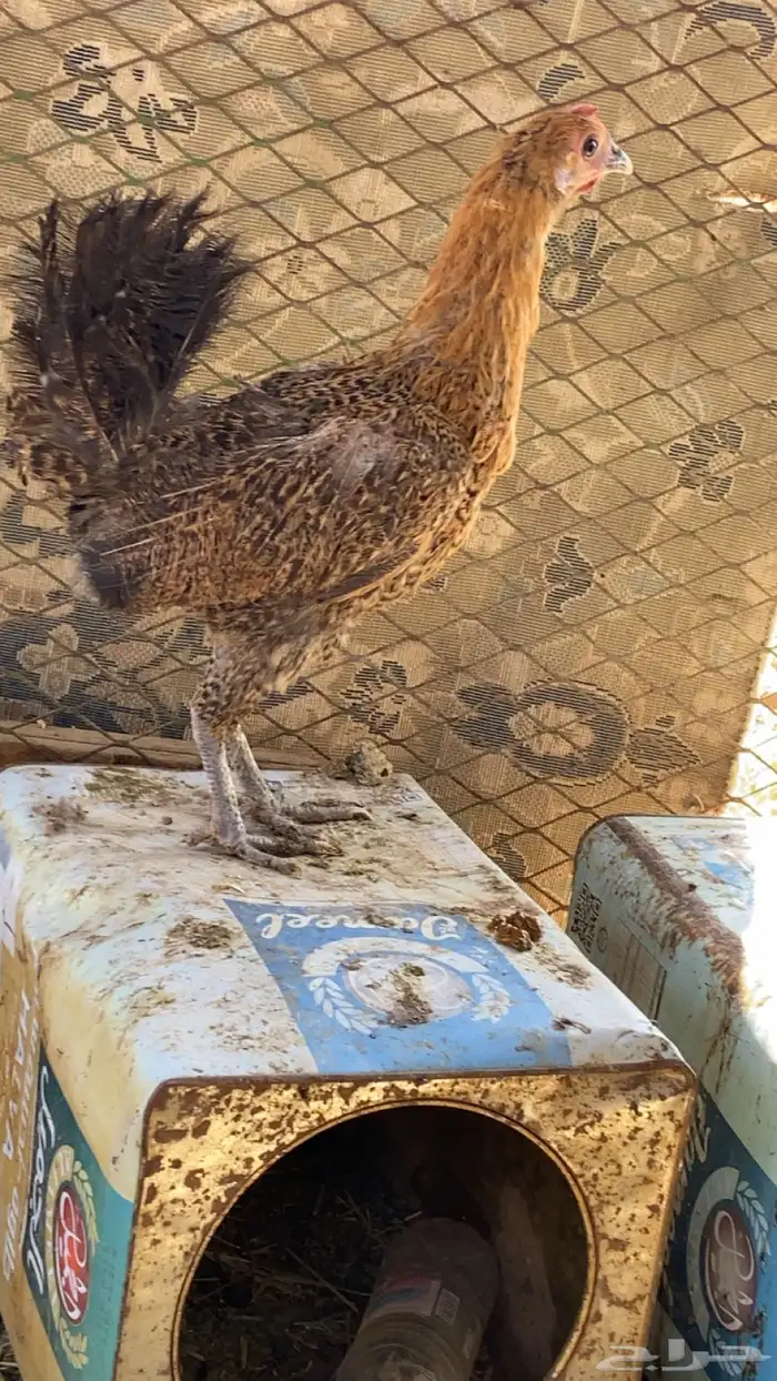 للبيع دجاج بلدي بياض وحده تحضن 0