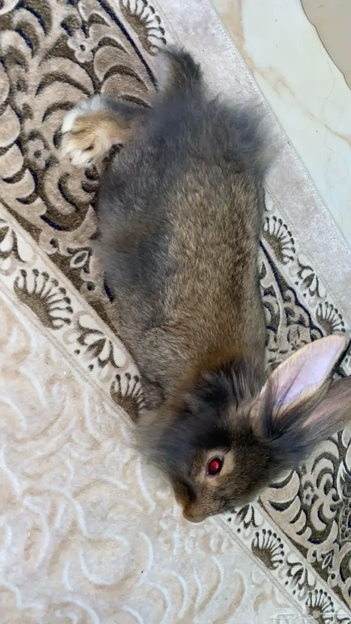 أرنب مع كيلو أكل وقفص ب40 0