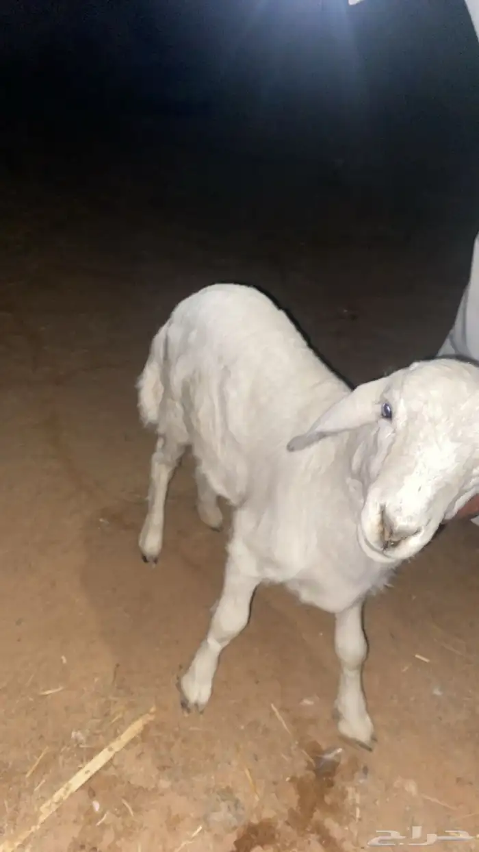 للبيع خروف حري 3