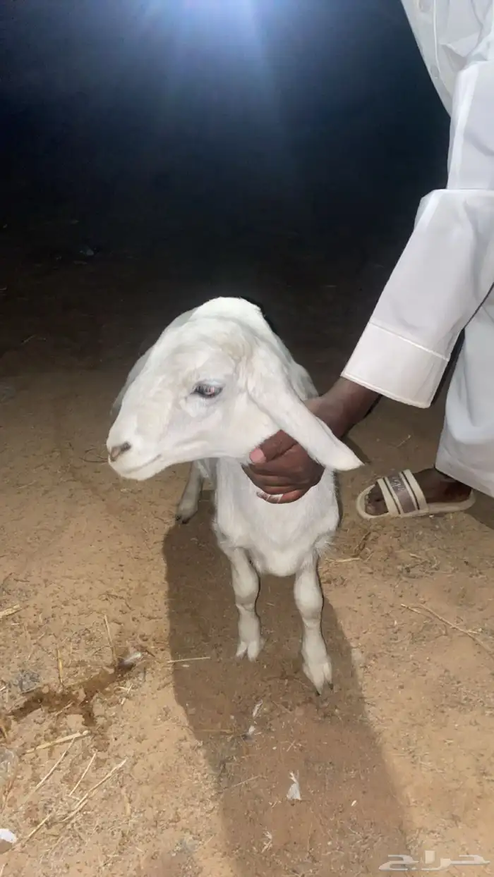 للبيع خروف حري 2