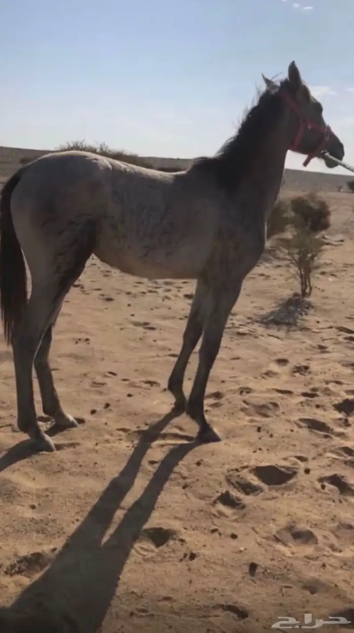 مهره للبيع 0
