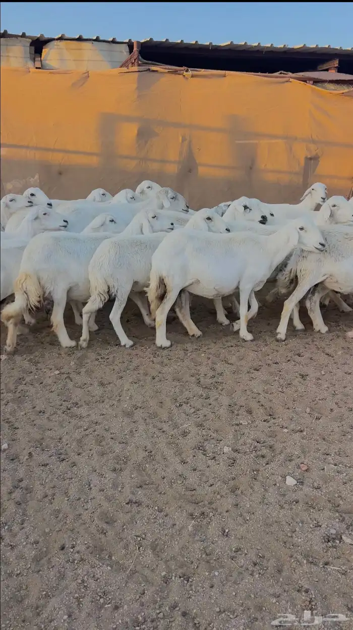 للبيع 24 راس بالفحل دفع حصيب منوة القاني صنف 3