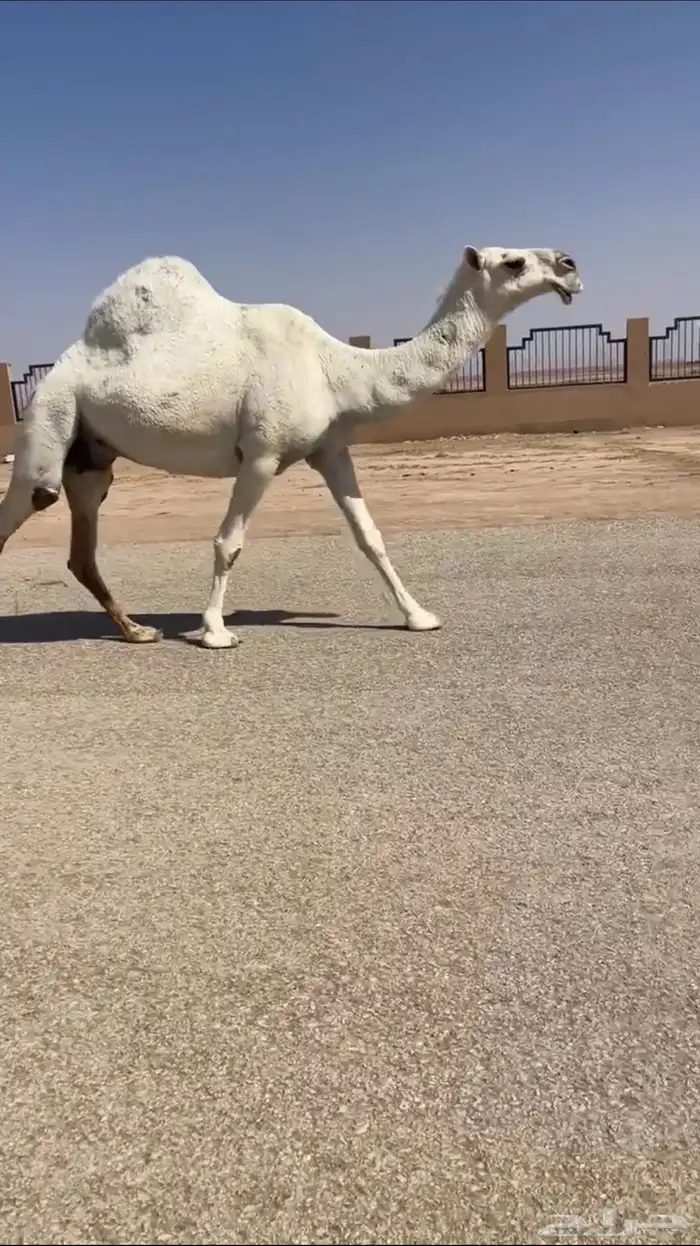 لقحه باتليه كفوو 0