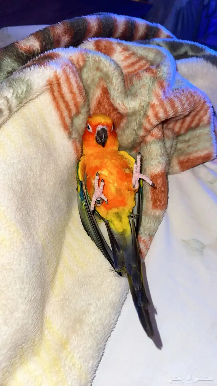 ببغاء كاسكو وصن كنيور للبيع 2