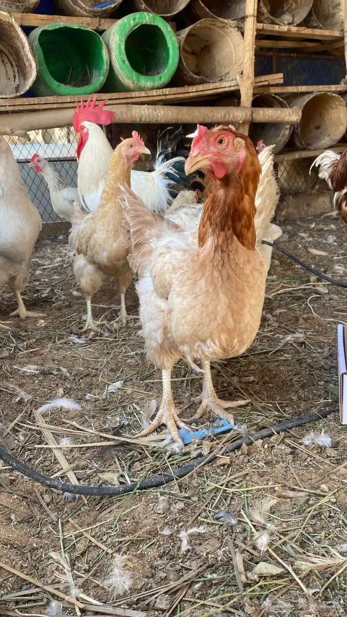 دجاج تركي اصل بياض 0