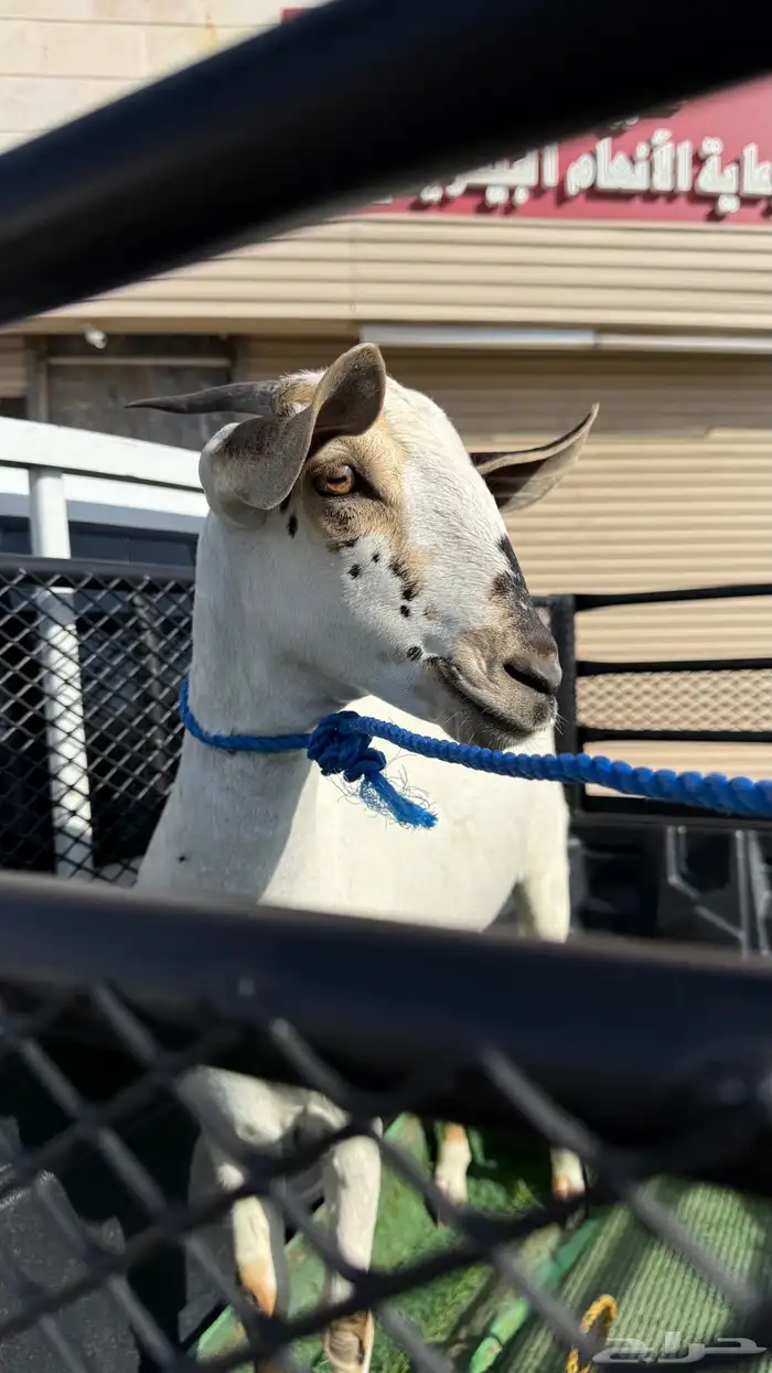 جفره بيشية فاخرة ( تم البيع ) 2