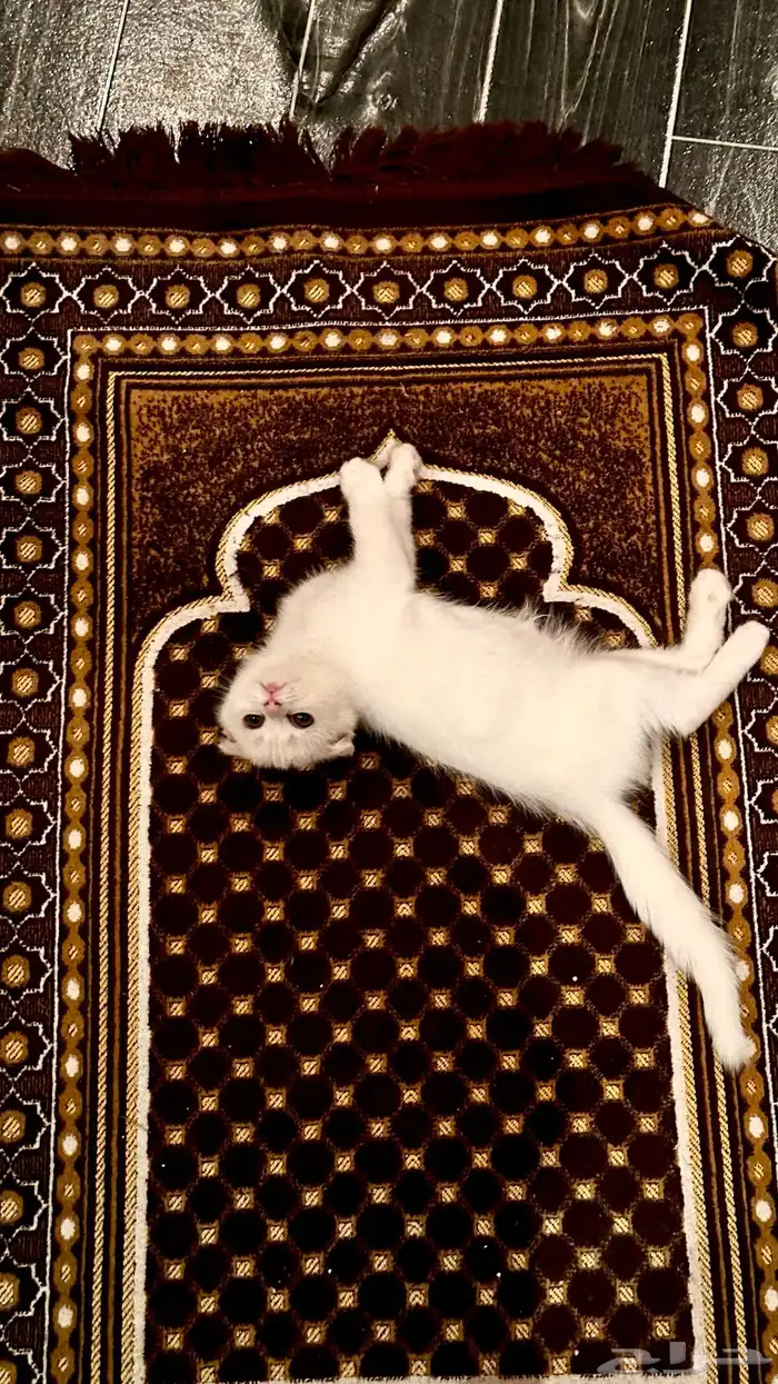 قطتين سكوتش للبيع 1