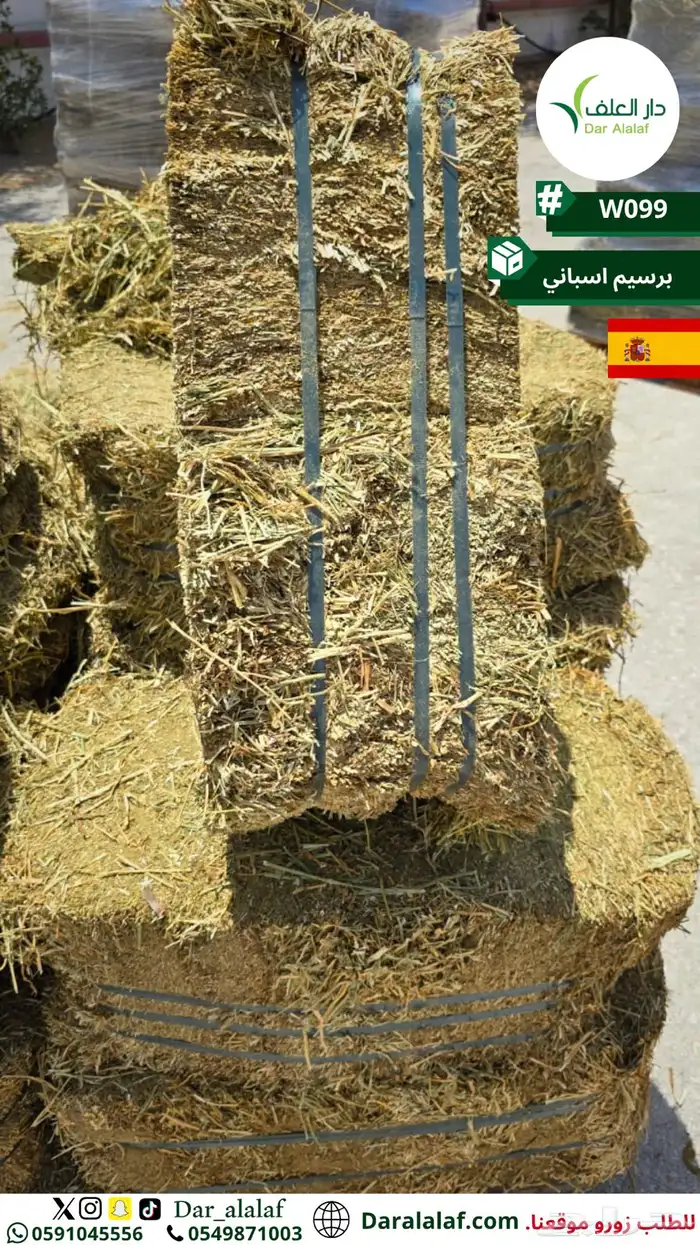 جديد برسيم اسباني 1