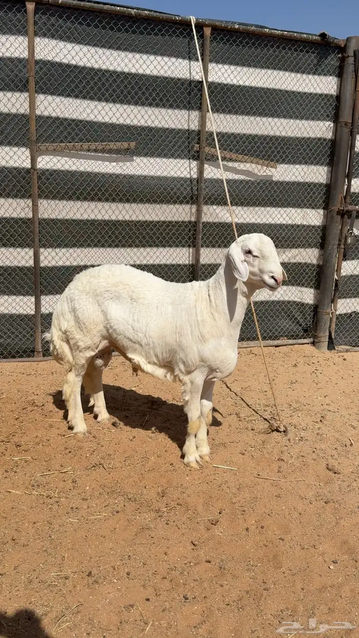 طلي حري صنف 0