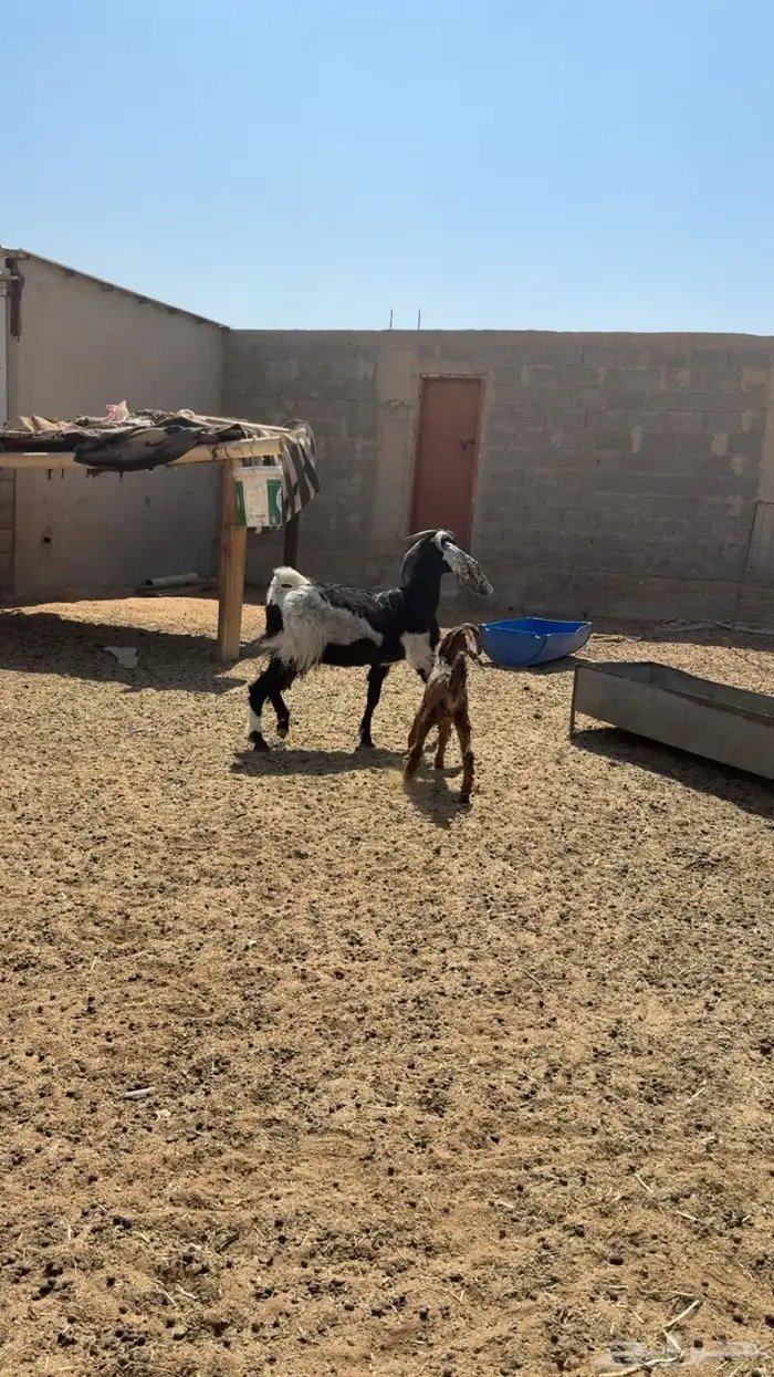 عنز تحته عناق 3