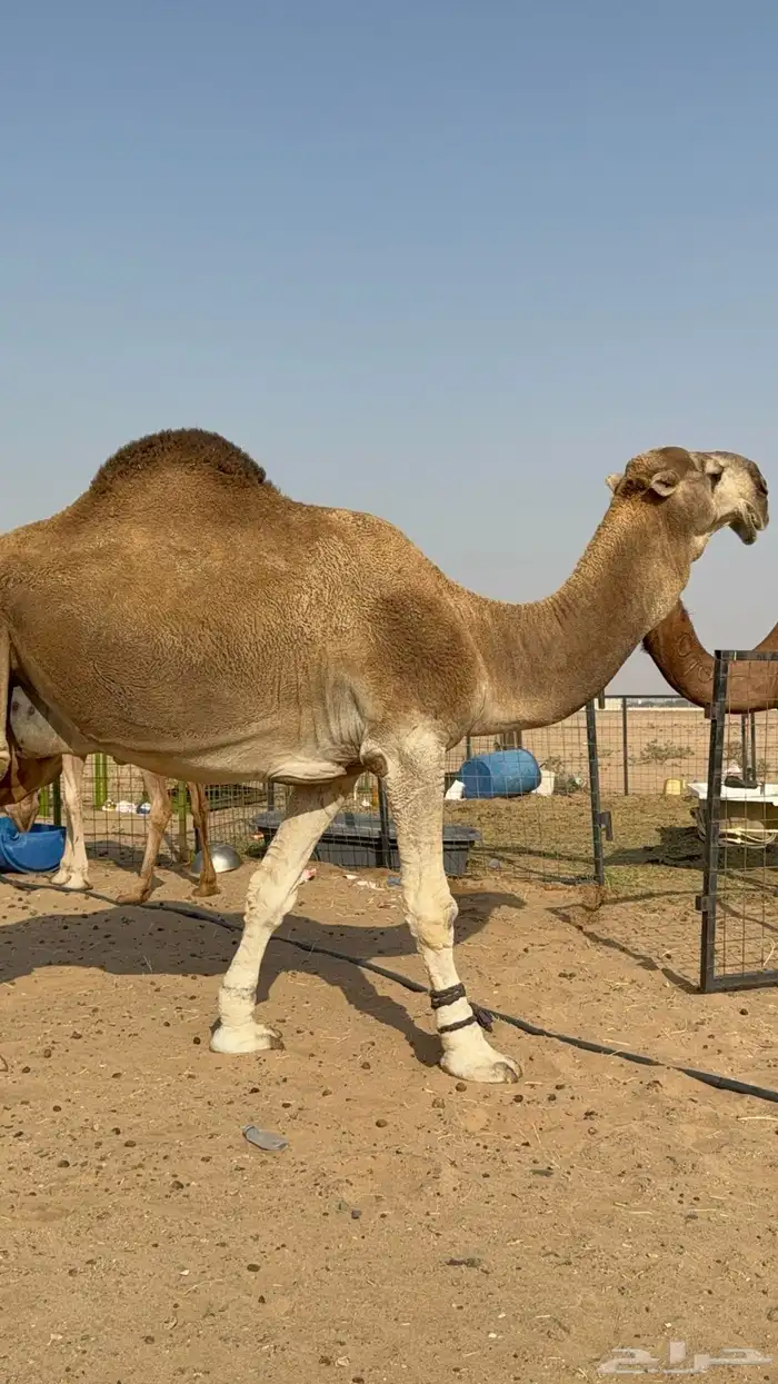 عرض نادر وفاخر للبيع بعير باتلي رباع ابوة الحاكم مشروط 6