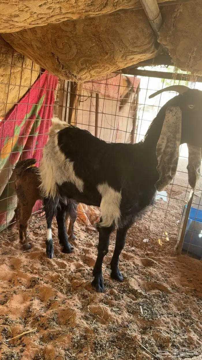 عنز تحته عناق 1