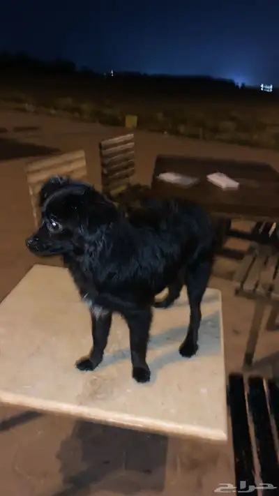 كلب شيواوا للبيع وصل السوم 300 index