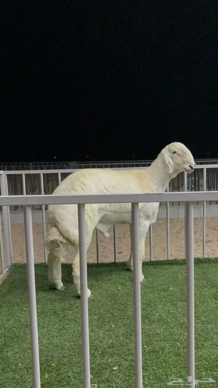 مشروع فحل من مراح معروف 4